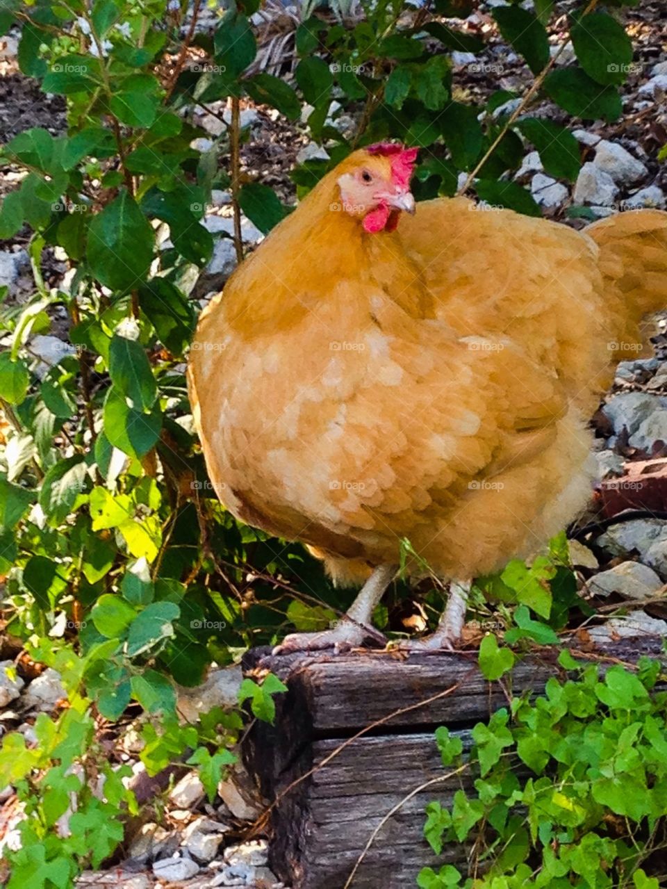 Buff Orpington 