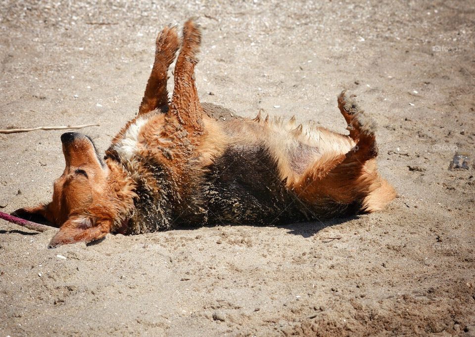 Dog enjoying the beach