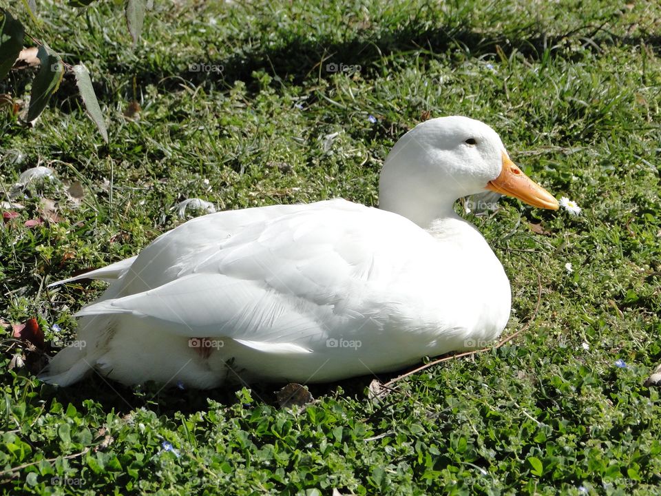 Oca, pato tomando el sol