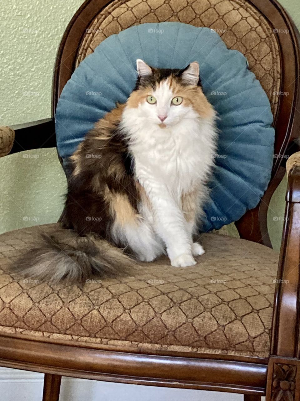 Calico cat reigns over all