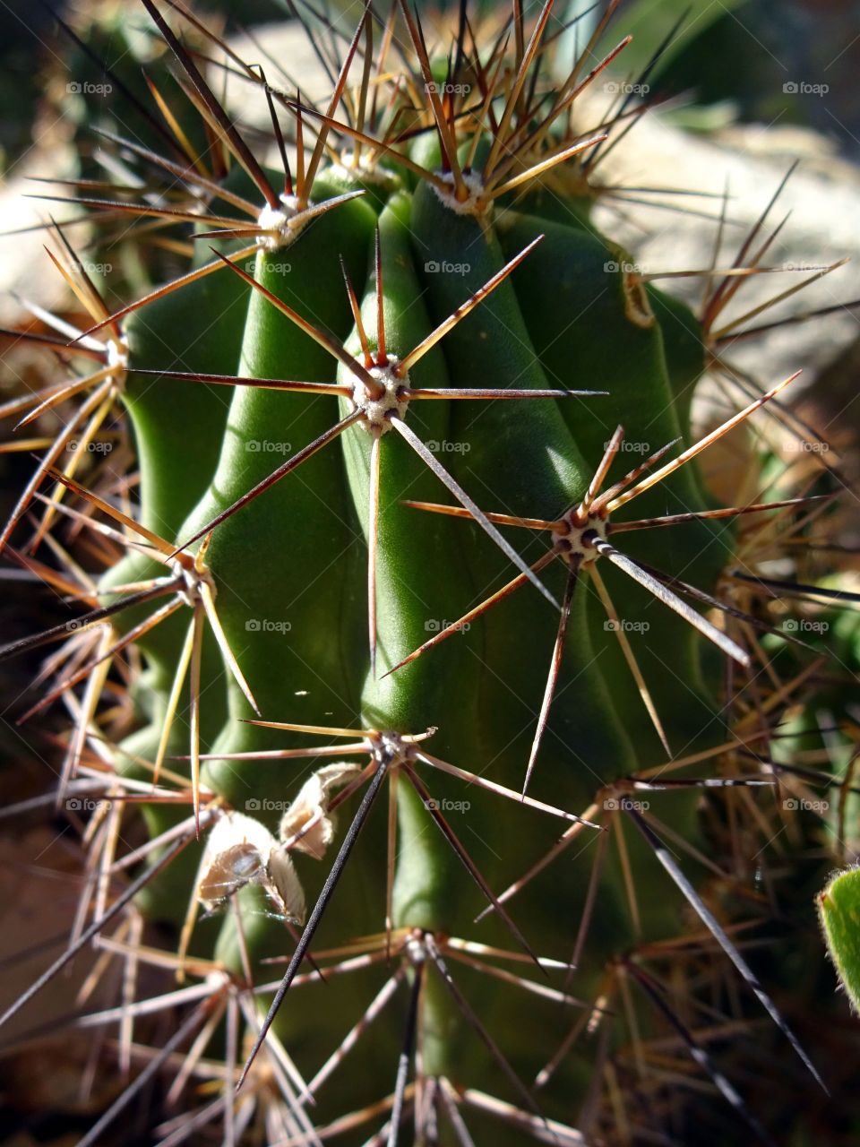 Cactus torn