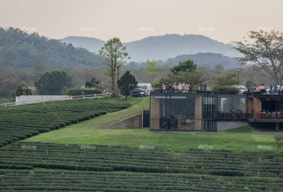 Chengrai/Thailand:February 16 2019-Chui Foung ,beautiful tea plantation 