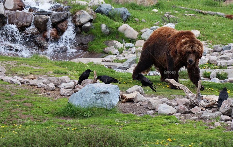 Bear walking