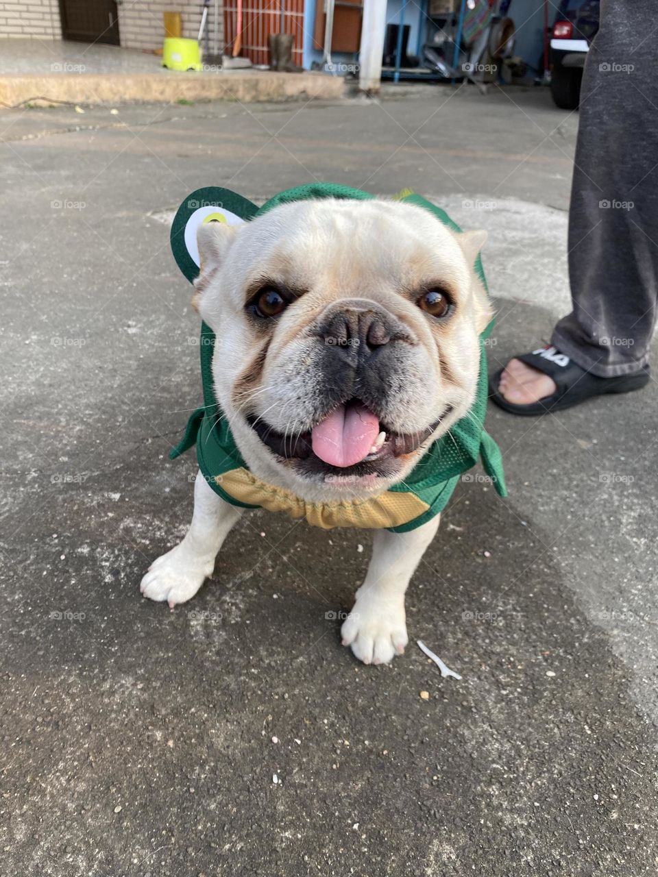 A smiling dog in a good mood