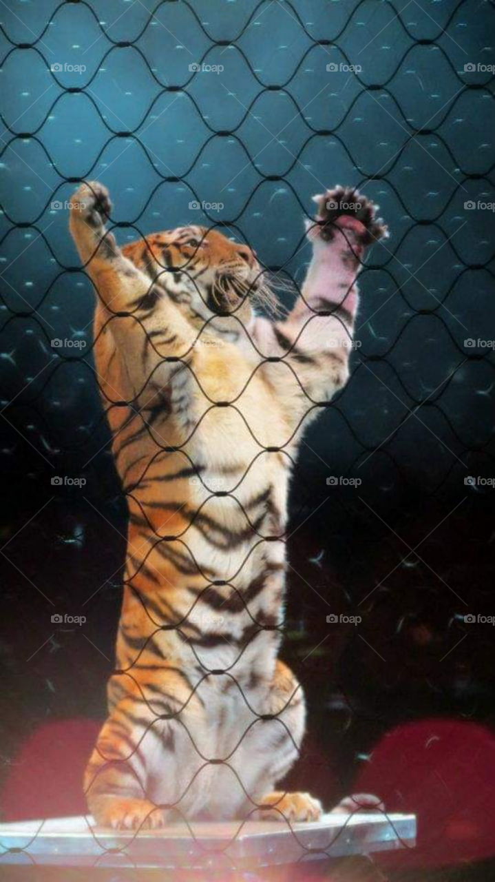 Tiger behind fence performing at Circus. Standing on hind legs with paws in the air.