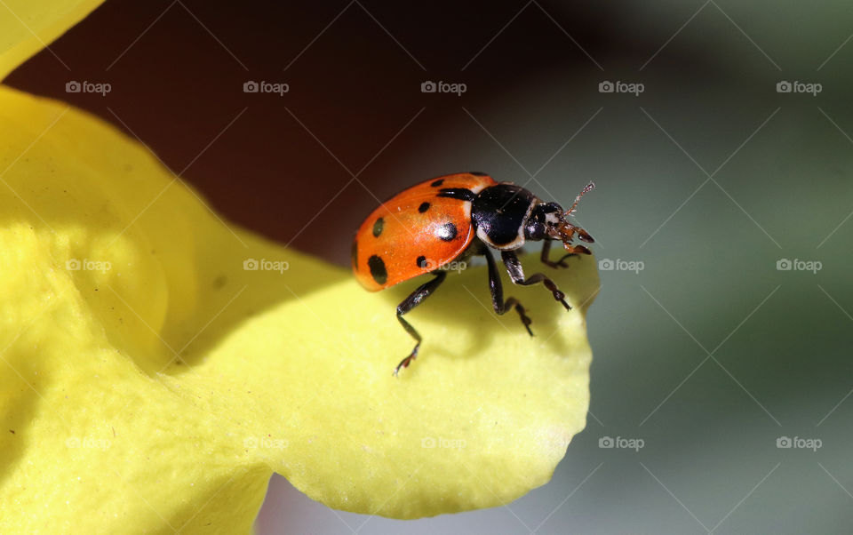 Ladybug on flower