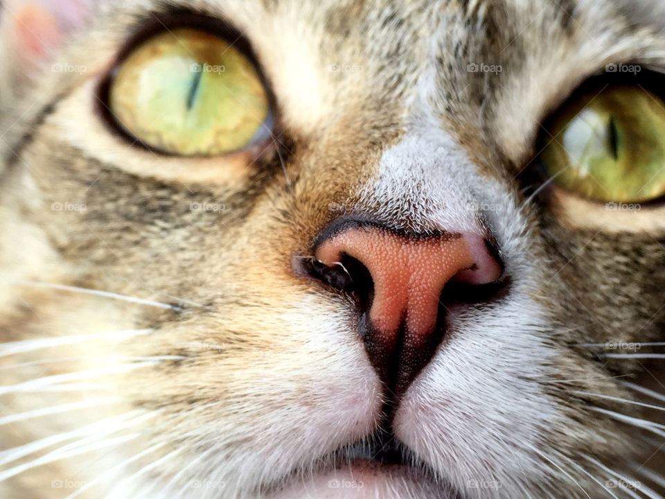 A curious kitten's nose