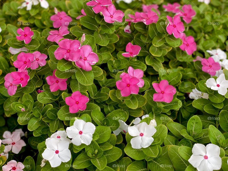 Pink and white flowers 