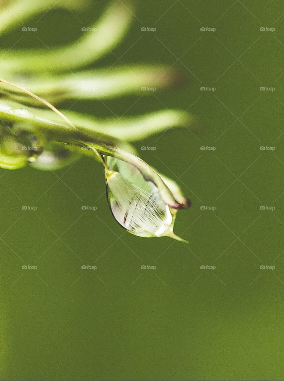 Dandelion in water