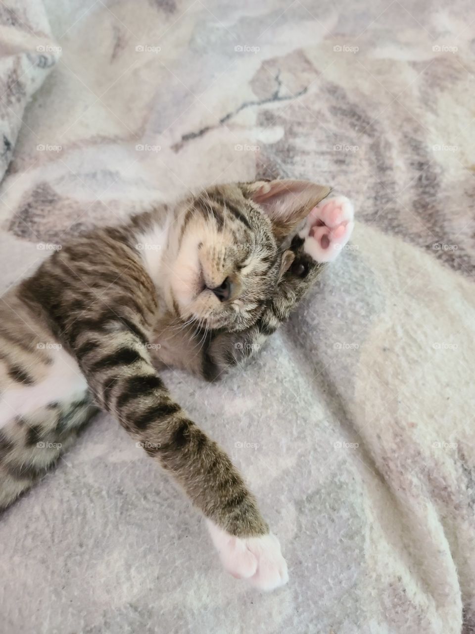 Sleeping Kitten / Gatito Durmiendo(1)