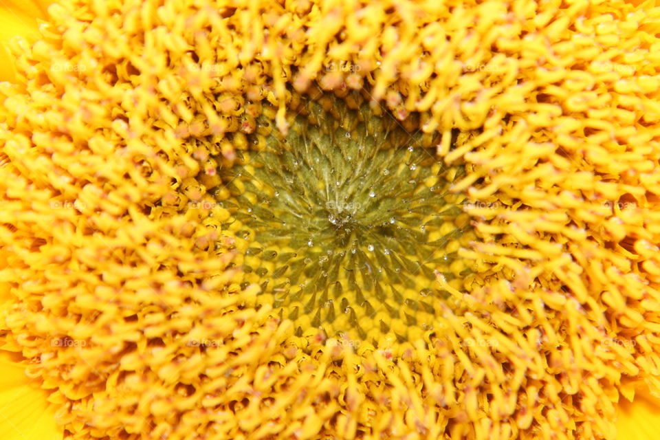 Closeup of center of sunflower 