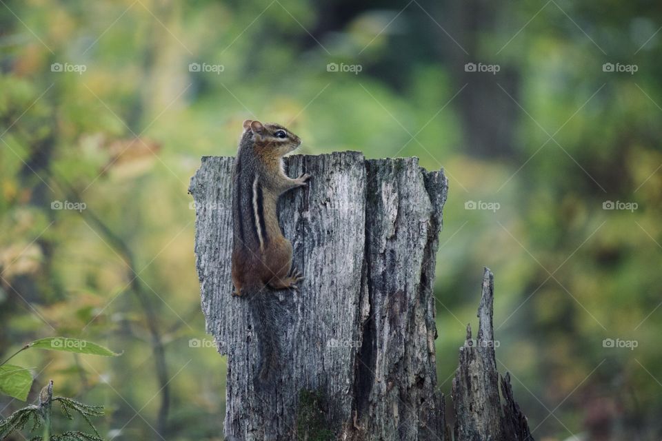 Chipmunk on the lookout