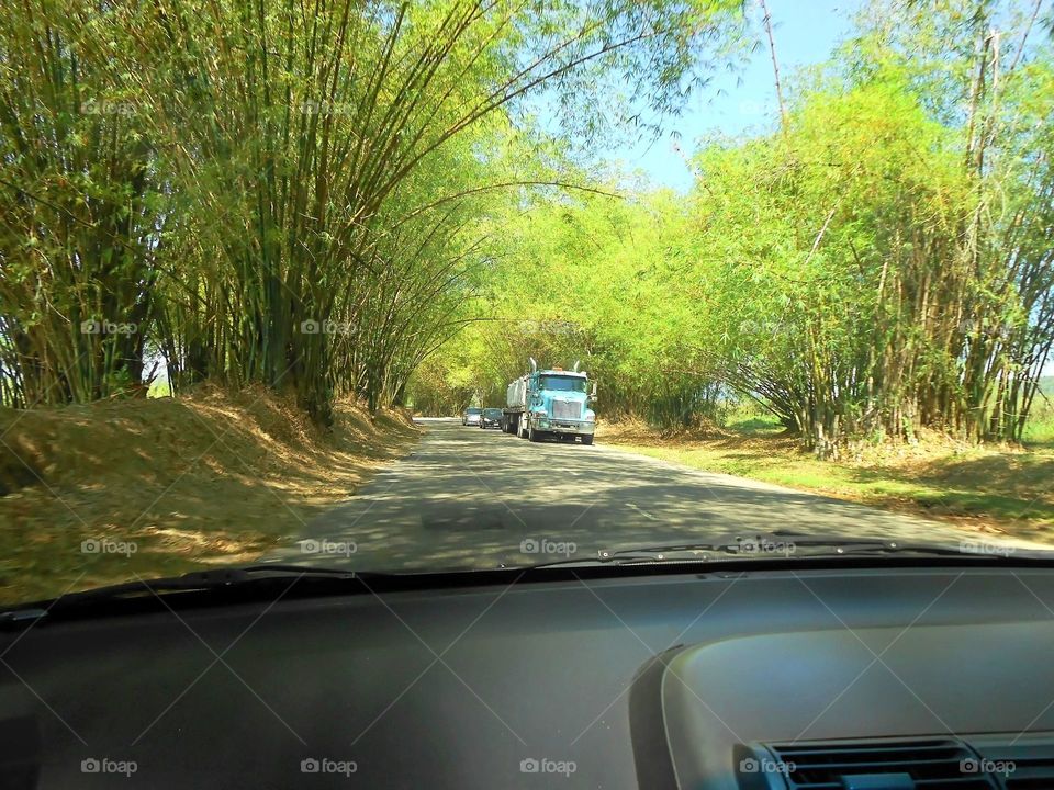 Road Trip On Bamboo Avenue
