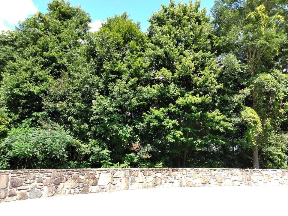 Lush, green, trees at a scenic overlook in Western North Carolina.