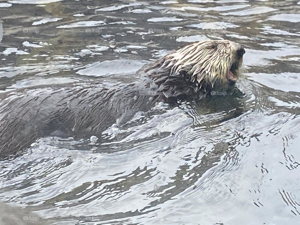 Sea otter playing in the water