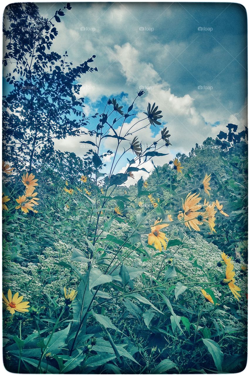 flowers and sky
