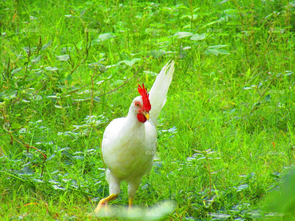 white hen or murga or leghorn hen or chicken.