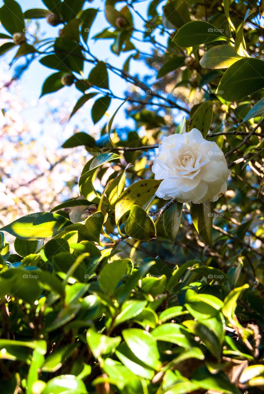 Camellia