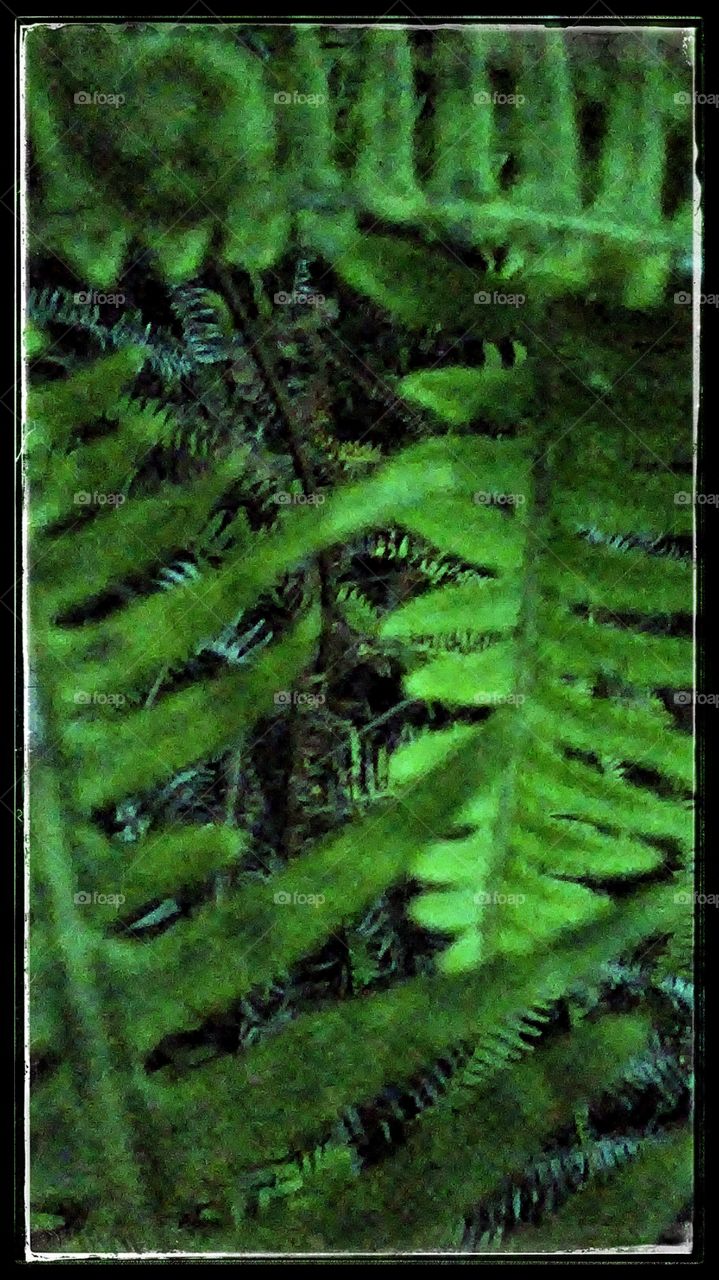 Ferns 2