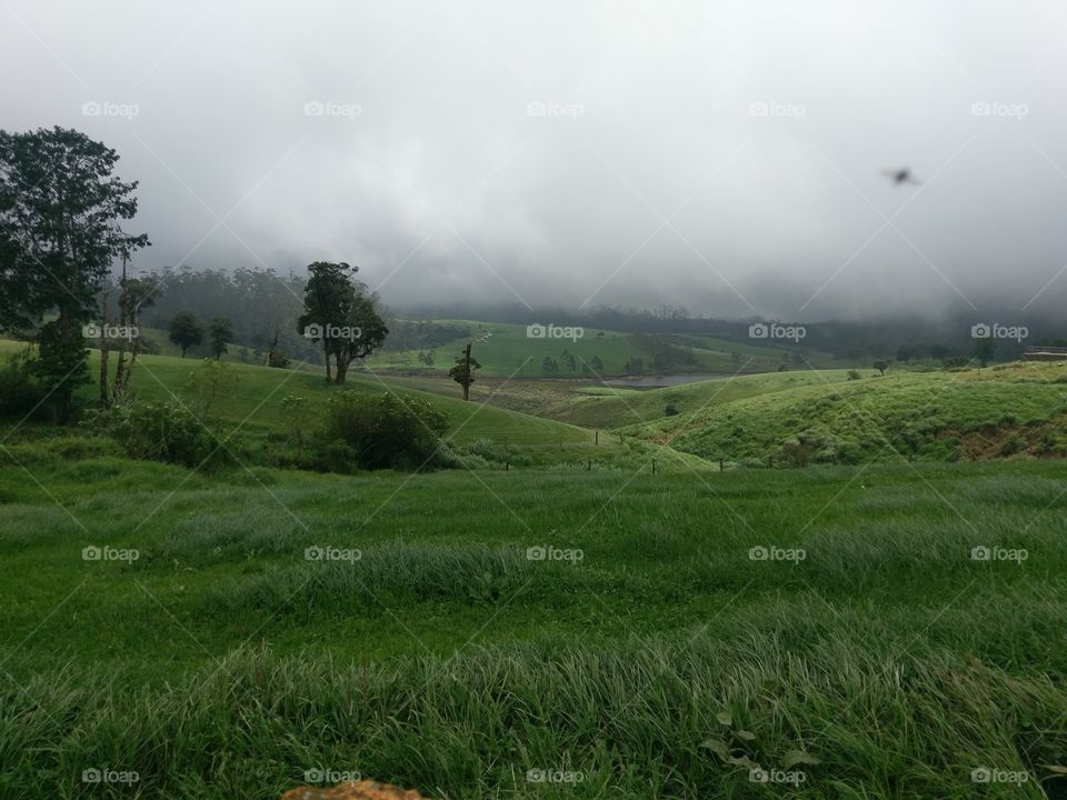 lan grass.green colour.winter time.after rain.sri lanka