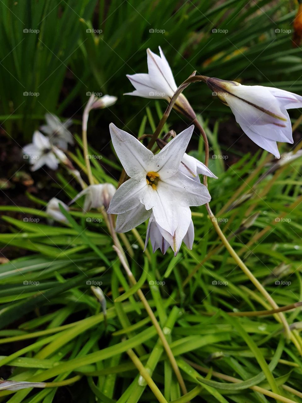 spring starflowers in bloom