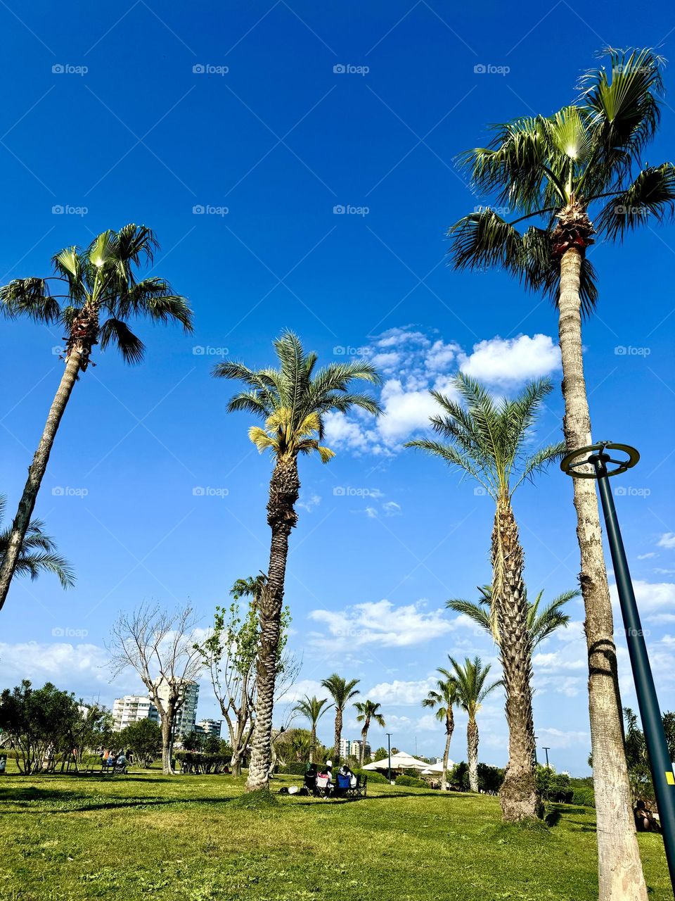 На фото изображены высокие пальмы, величественно возвышающиеся на фоне ярко-голубого неба. Их длинные, стройные стволы увенчаны веерообразными кронами из зелёных листьев, которые слегка колышутся на ветру.