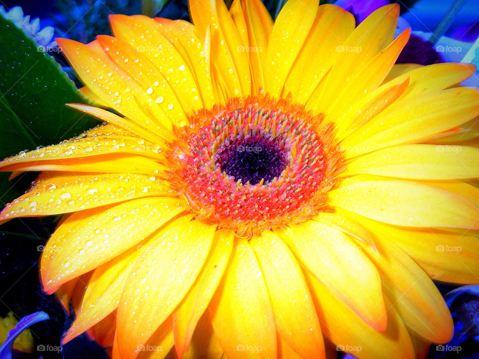 garden happy yellow flower by krispett