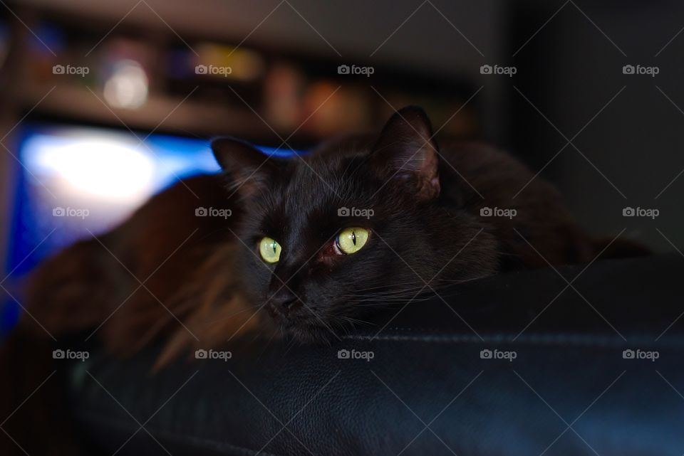 My cat chillin' on the couch arm.