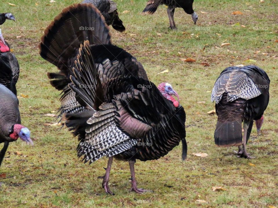 Wild turkeys in northern Ohio, USA