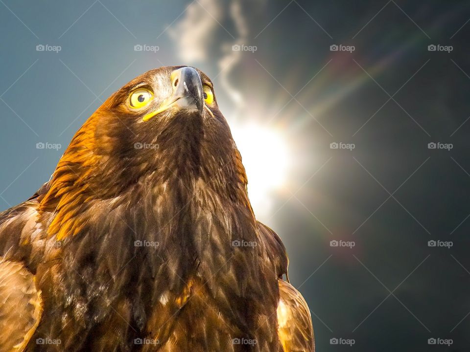 Golden eagle.