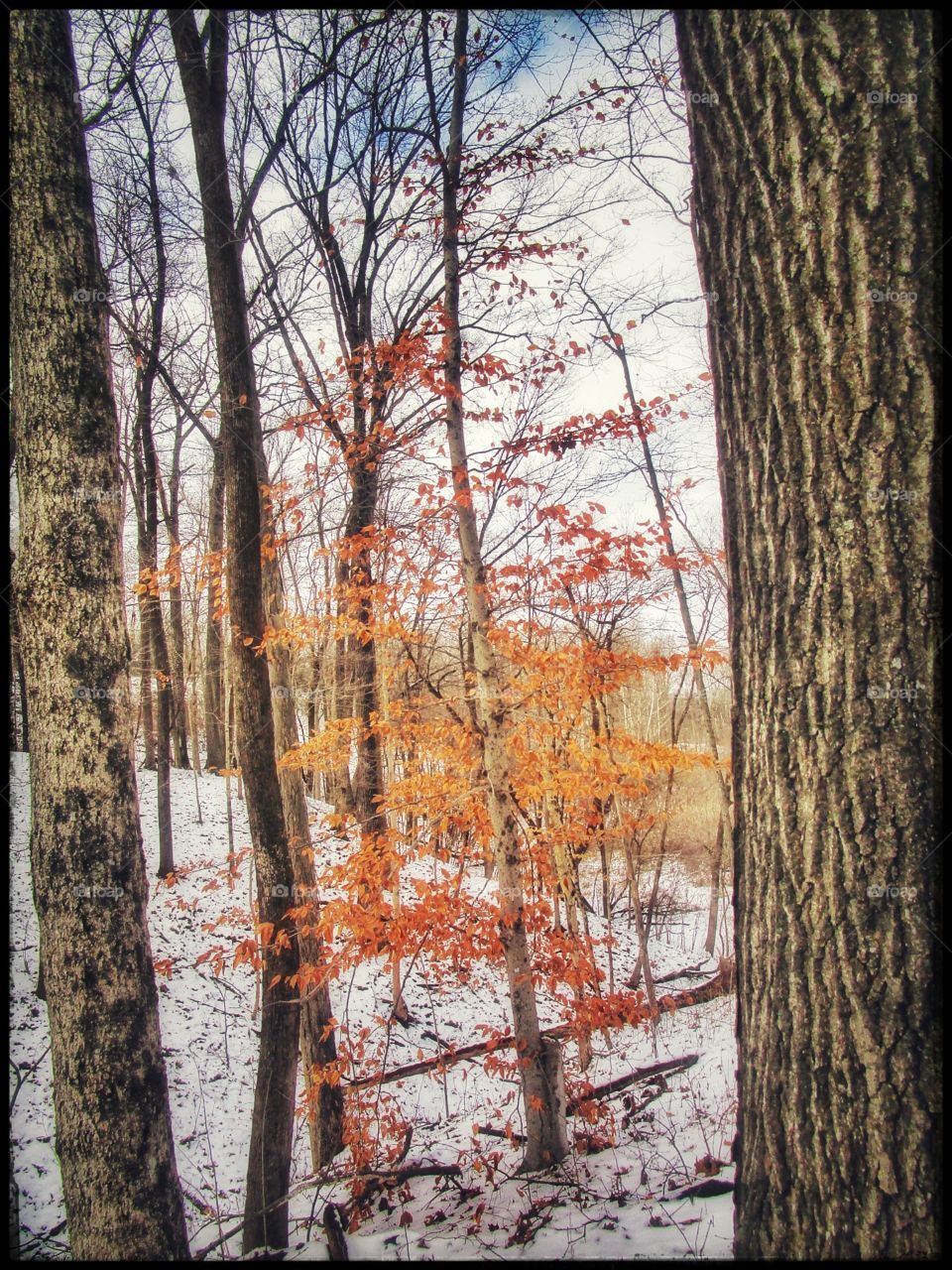 golden leaves in winter