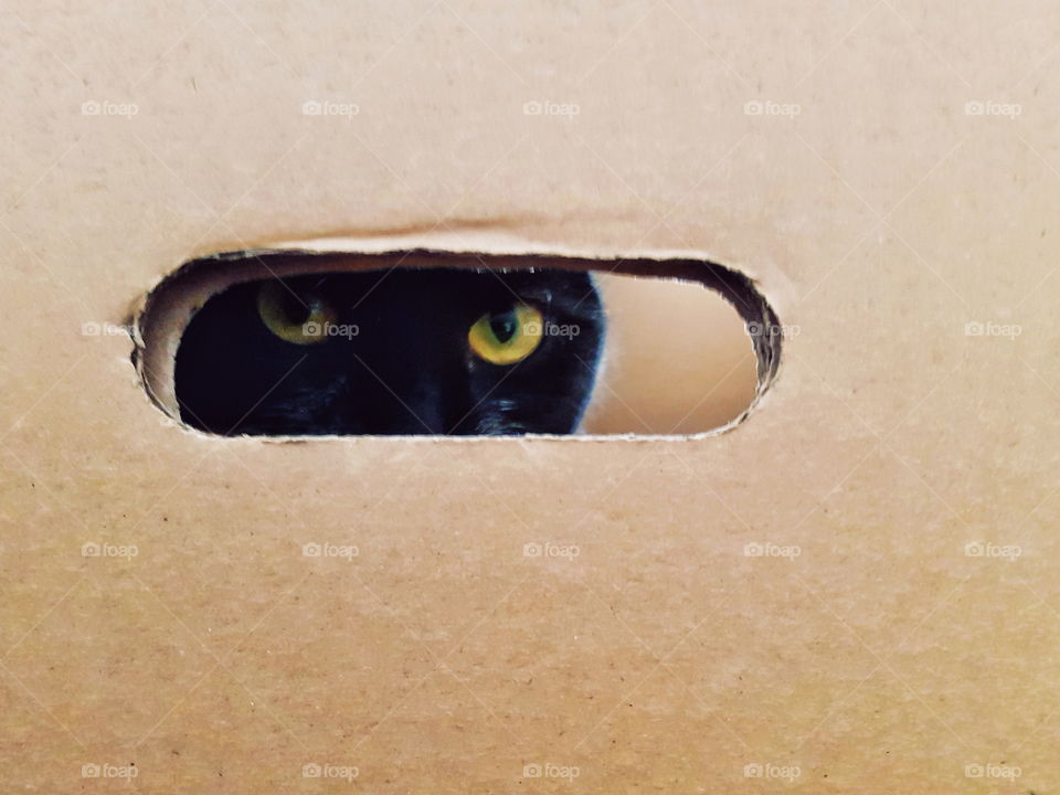 Yellow eyes of a cat peering out through a box.