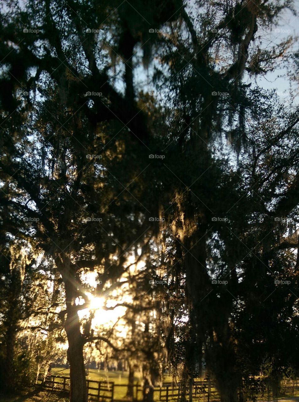 Sunset Between The Trees:)