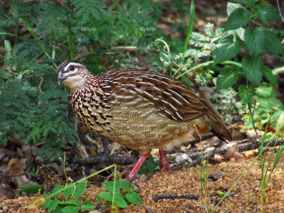 Pheasant