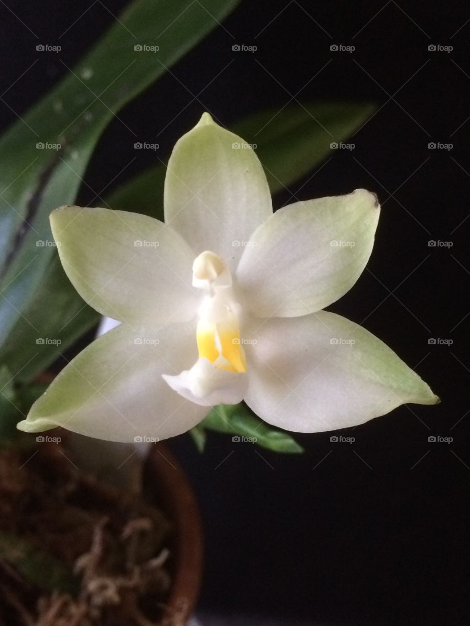Orchid. Phalaenopsis orchid