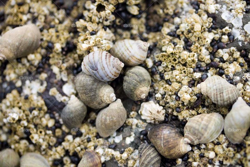 closeup seasnail shells
