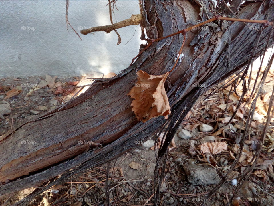 grapevine tree