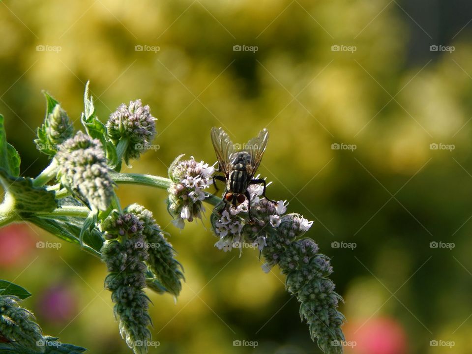 Fly sitting on blooming plant