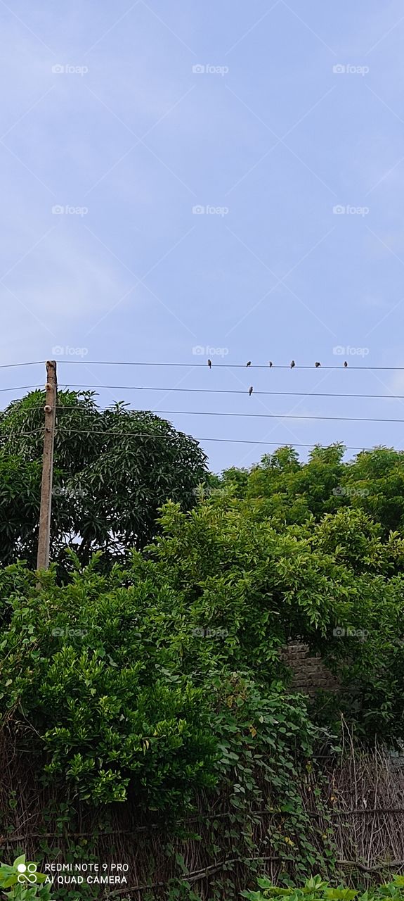 The birds sitting on the wire are looking very beautiful