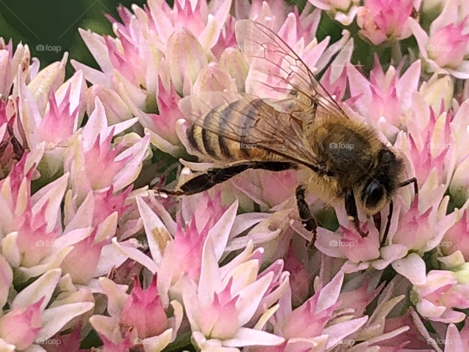 Bees on  pink flower bush