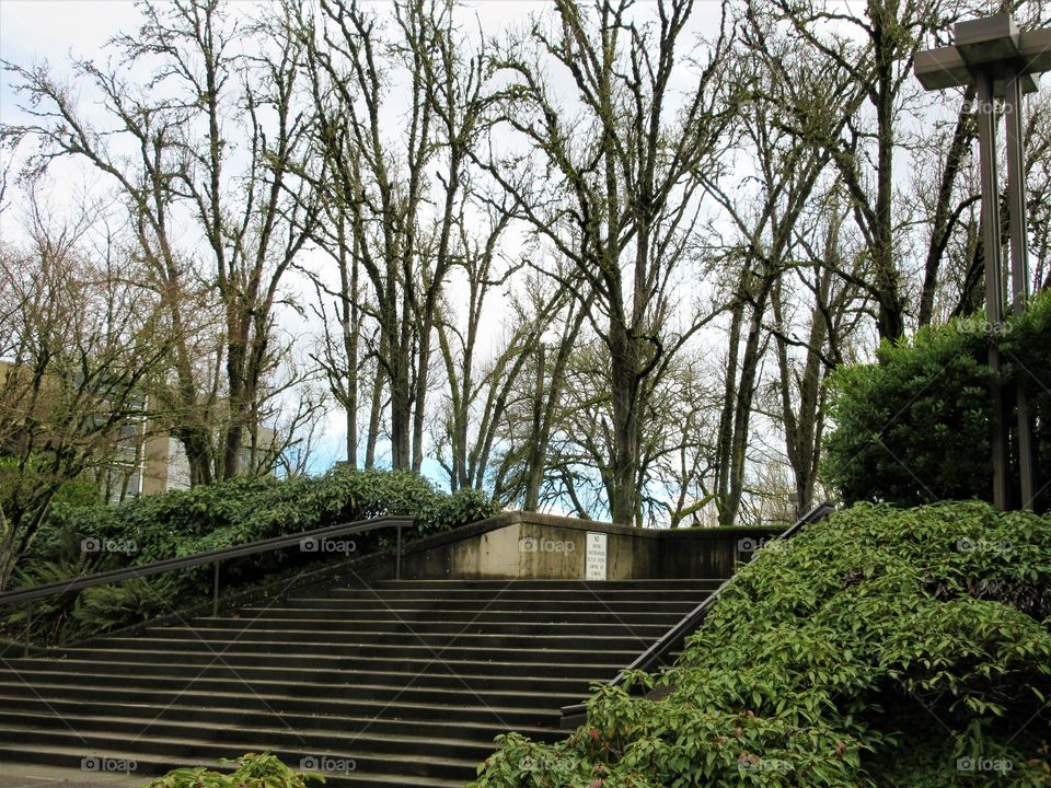 stairs with trees