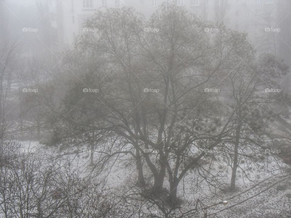 winter fog