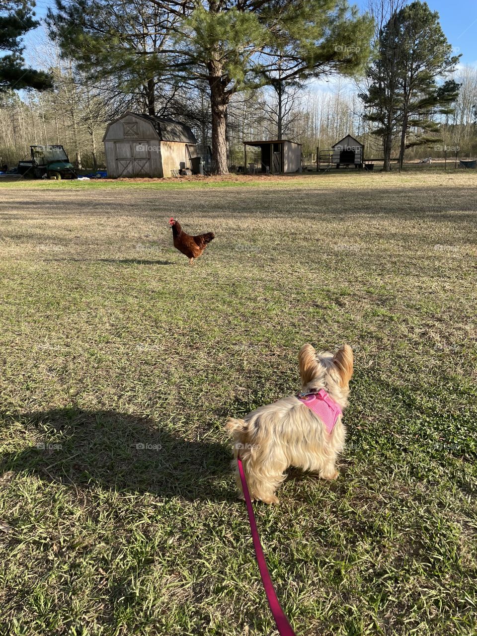 Going on a country walk. 