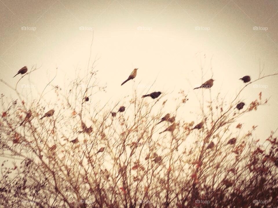 Perched Birds