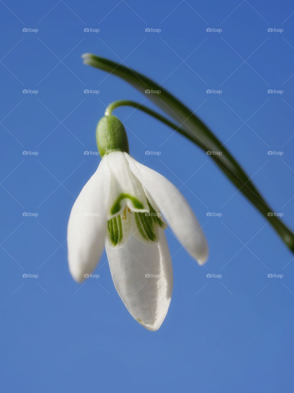 Close up of snowdrop flower against sky