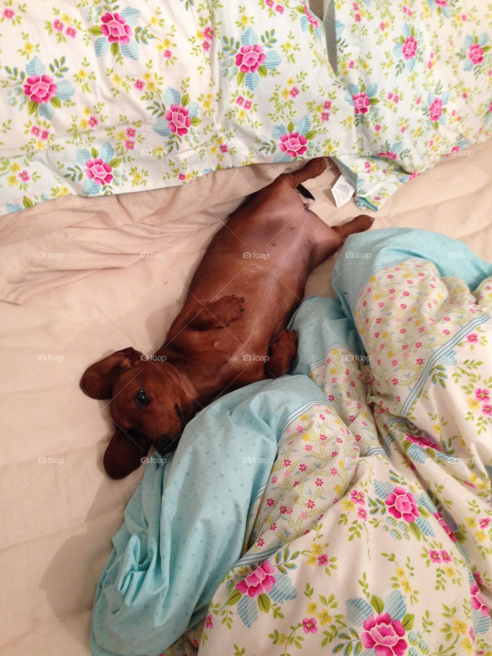 Sausage dog laying on back on bed