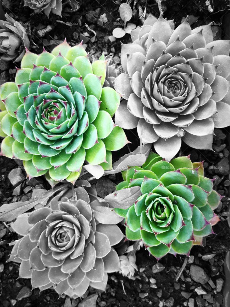 Sempervivum tectorum (common houseleek - čuvarkuća)