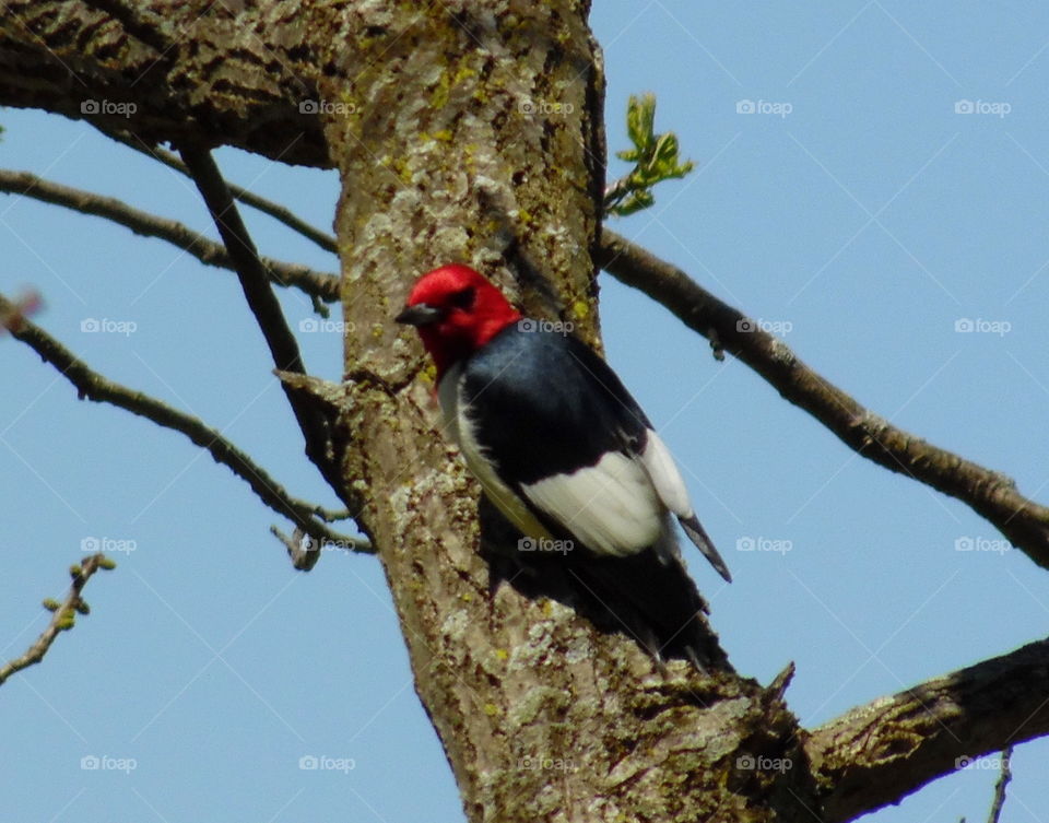 A red headed woodpecker on the side of a tree taken in Indiana 