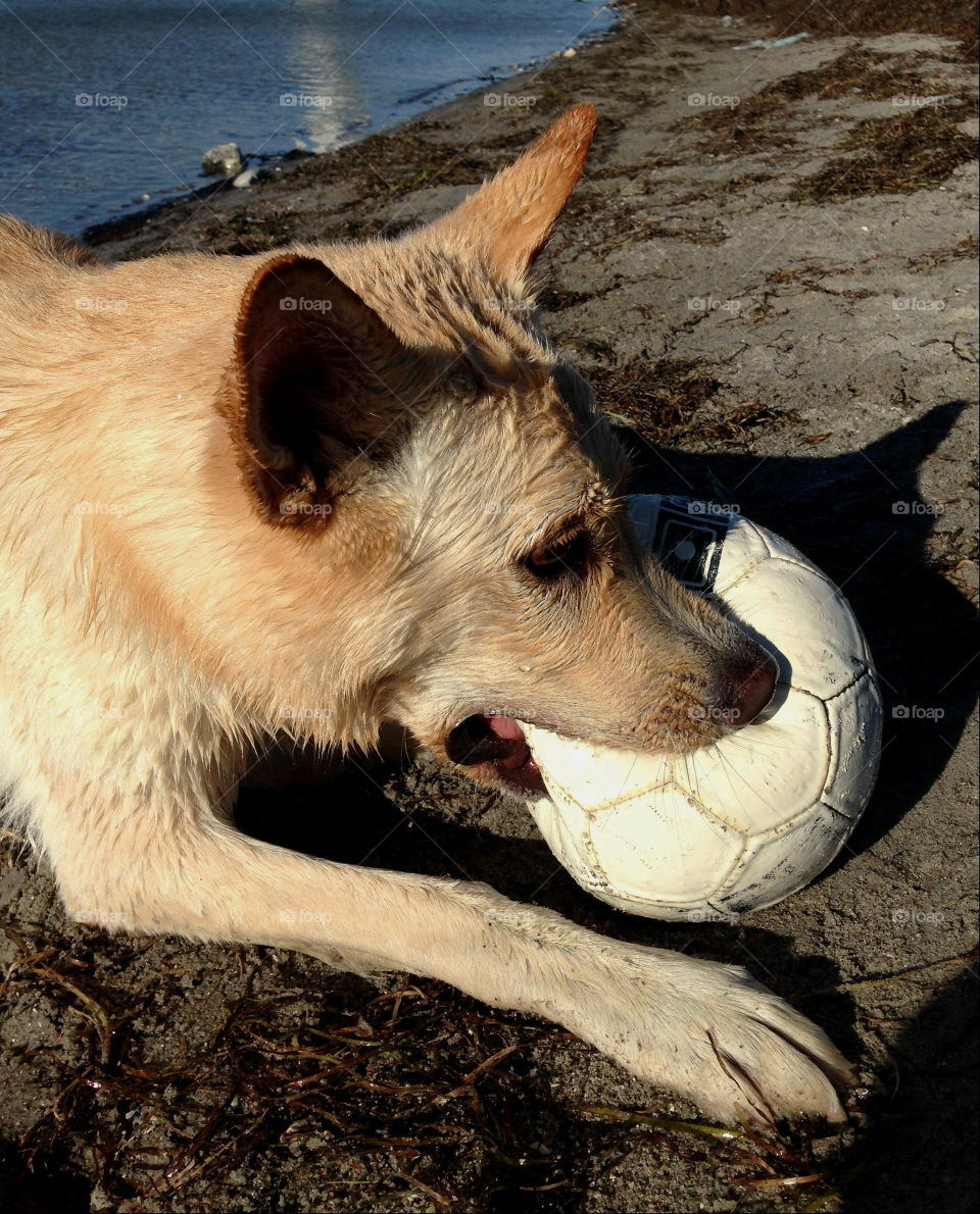 German shepard playing by the ocean.