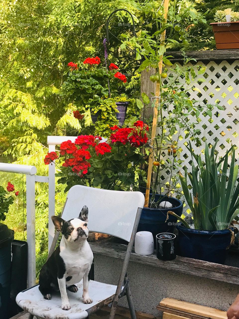 Boston Terrier peacefully soaking up the sun on a deck chair with verdant greenery and fiery red flowers behind providing contrast to the black & white dog and the white of the deck features. 